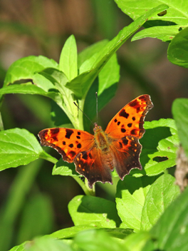 Eastern Comma summer form